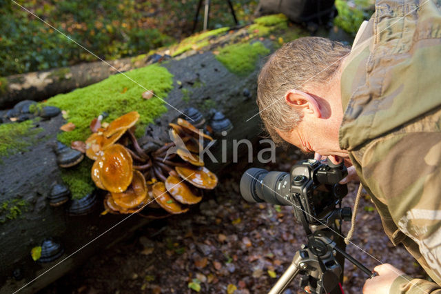 Echte honingzwam (Armillaria mellea)