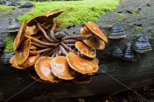 Honey Mushroom (Armillaria mellea)