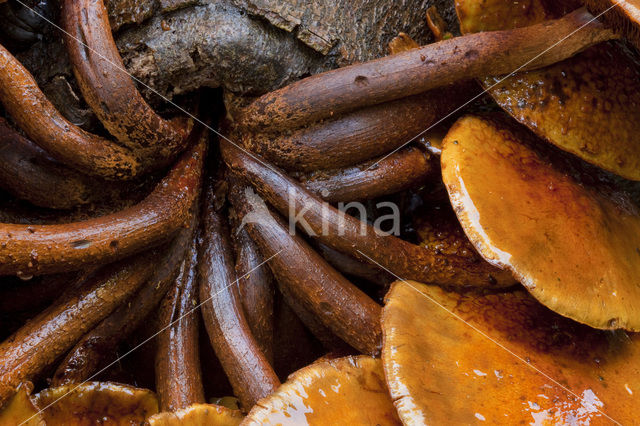Echte honingzwam (Armillaria mellea)