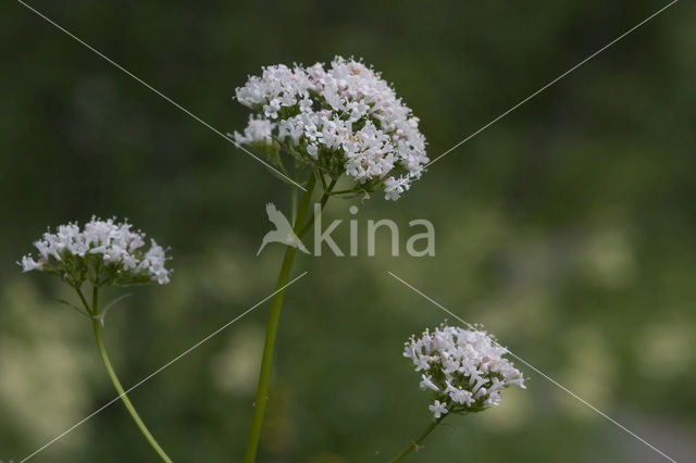 Common Valerian (Valeriana officinalis)