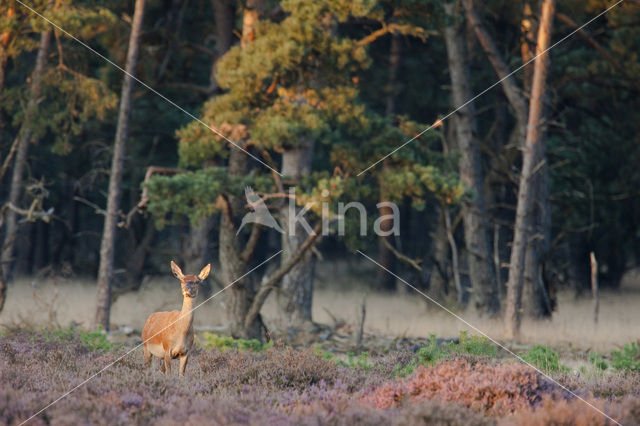 Edelhert (Cervus elaphus)