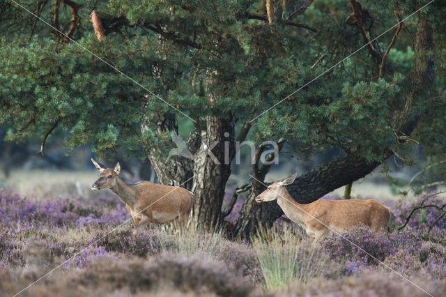 Edelhert (Cervus elaphus)