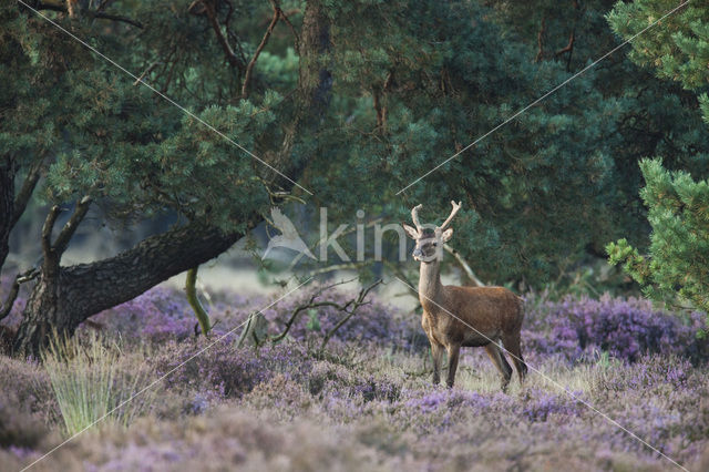Edelhert (Cervus elaphus)