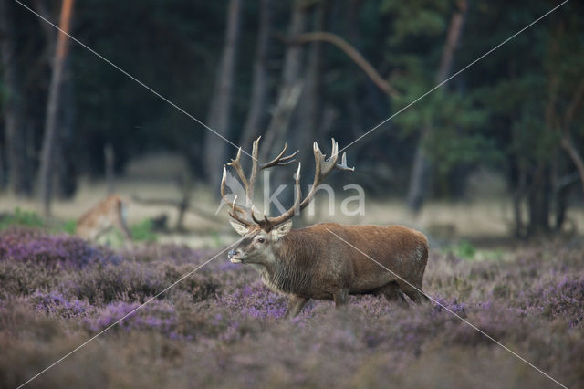 Edelhert (Cervus elaphus)