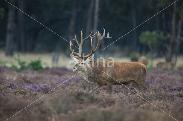Red Deer (Cervus elaphus)