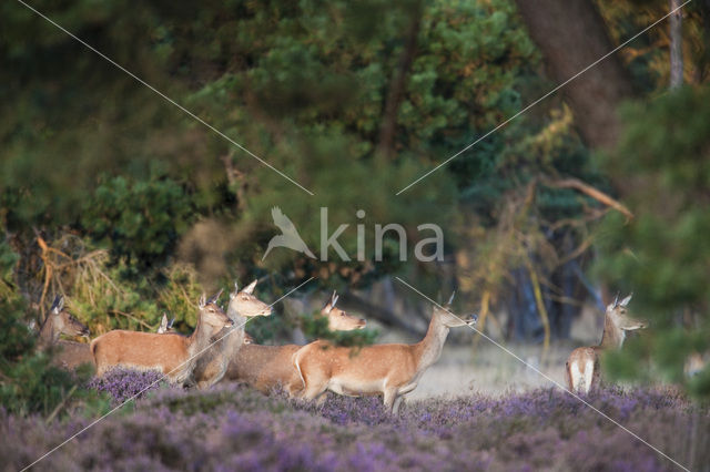 Edelhert (Cervus elaphus)
