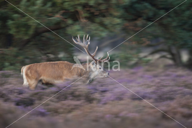 Edelhert (Cervus elaphus)
