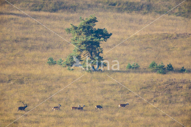 Red Deer (Cervus elaphus)