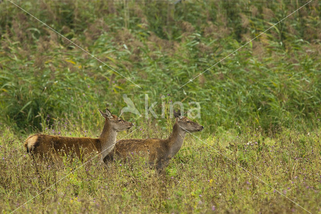 Red Deer (Cervus elaphus)