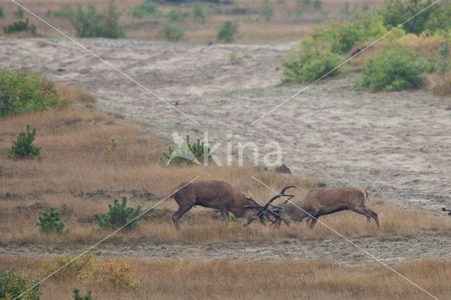 Edelhert (Cervus elaphus)