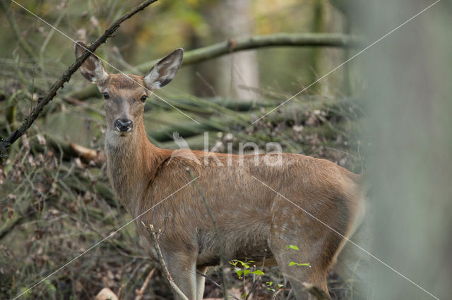 Edelhert (Cervus elaphus)