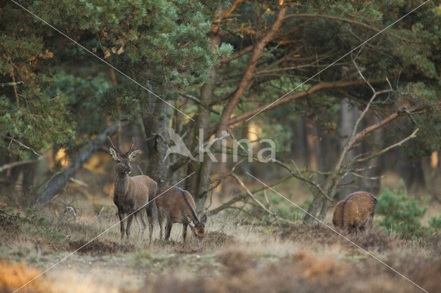 Red Deer (Cervus elaphus)
