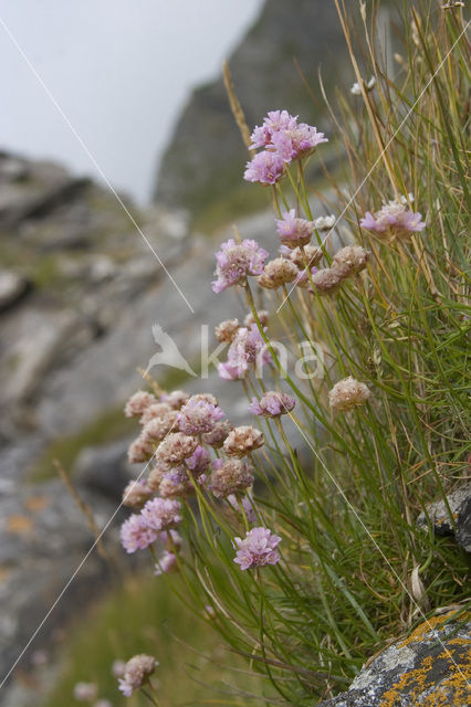 Engels gras (Armeria maritima)