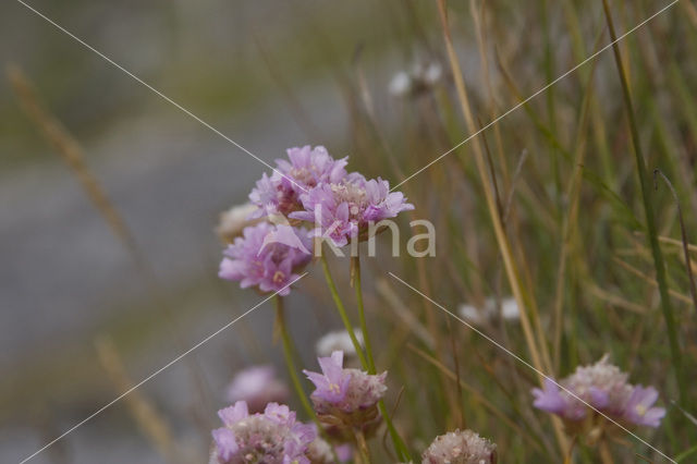 Thrift seapink (Armeria maritima)