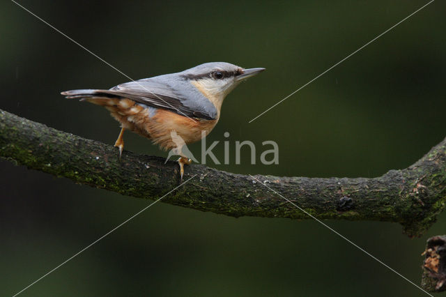 Europese Boomklever (Sitta europaea)