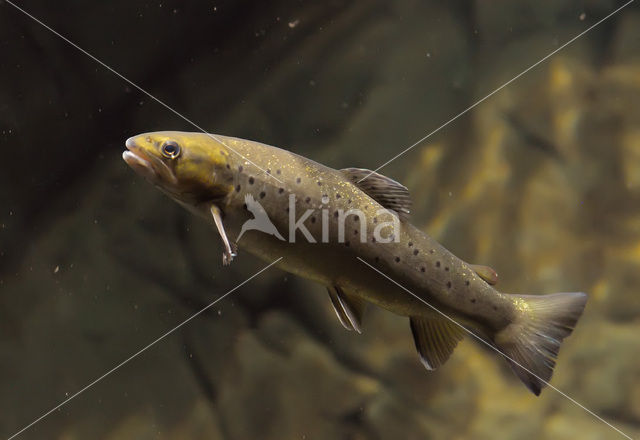 Sea Trout (Salmo trutta trutta)