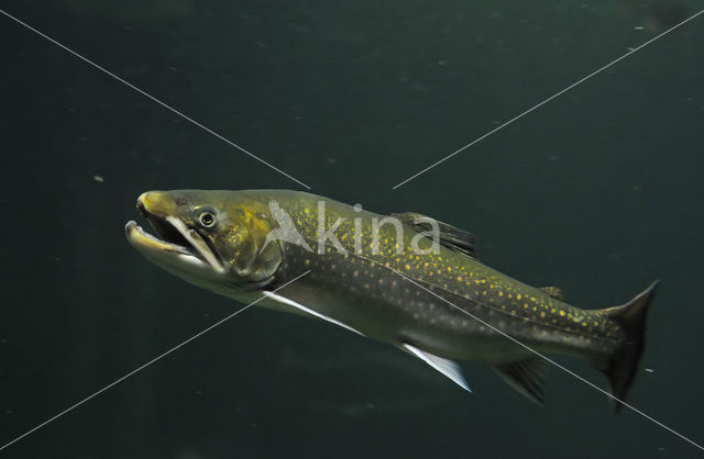 Arctic charr (Salvelinus alpinus)