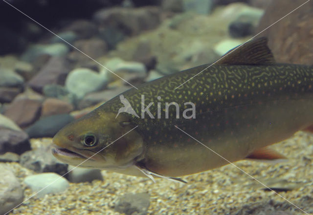 Arctic charr (Salvelinus alpinus)