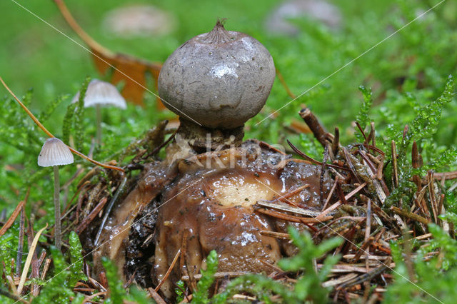 Earthstar (Geastrum coronatum)