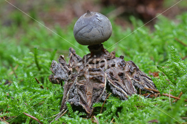 Earthstar (Geastrum coronatum)