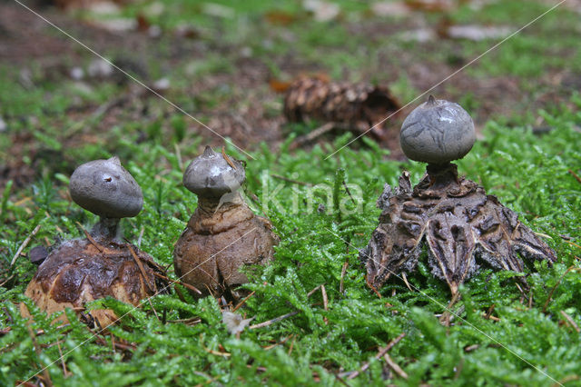 Earthstar (Geastrum coronatum)