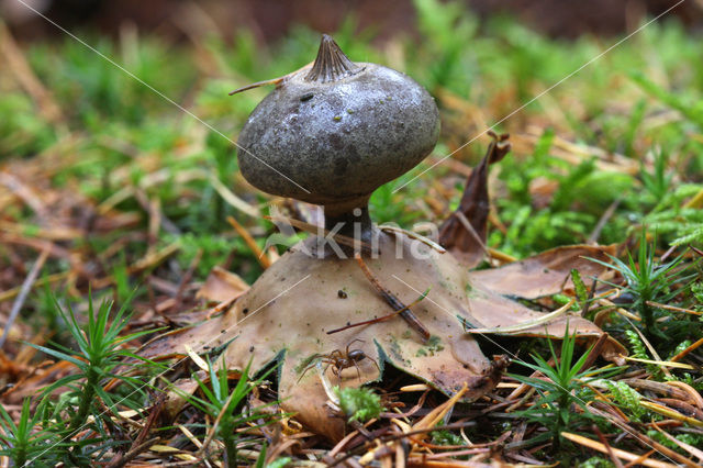 Earthstar (Geastrum coronatum)