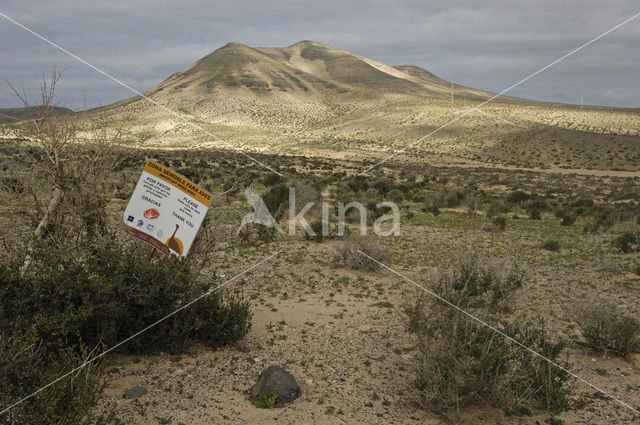 Fuerteventura