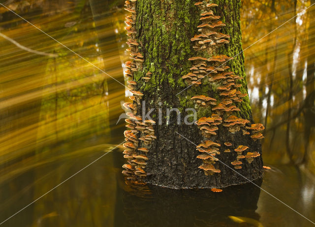 Conifer Mazegill (Gloeophyllum sepiarium)