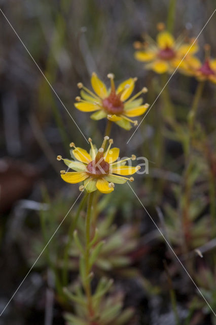 Gele bergsteenbreek (Saxifraga aizoides)