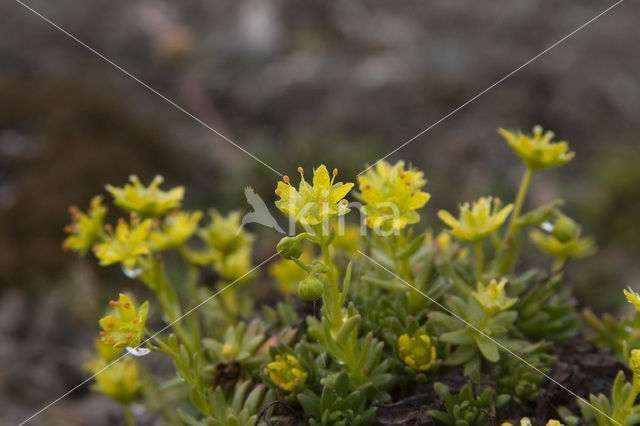 Gele bergsteenbreek (Saxifraga aizoides)