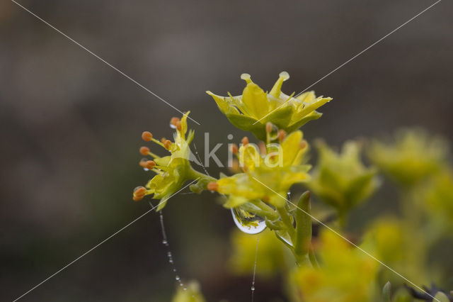 Yellow Mountain Saxifrage (Saxifraga aizoides)