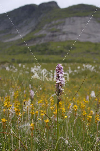 Spotted orchid (Dactylorhiza maculata)