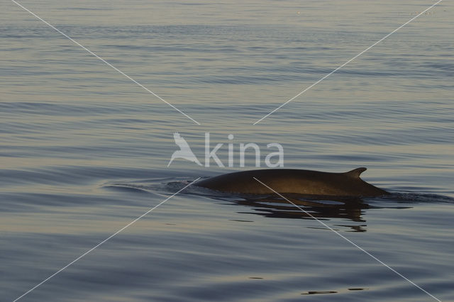 Gewone vinvis (Balaenoptera physalus)