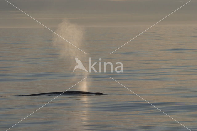 Gewone vinvis (Balaenoptera physalus)