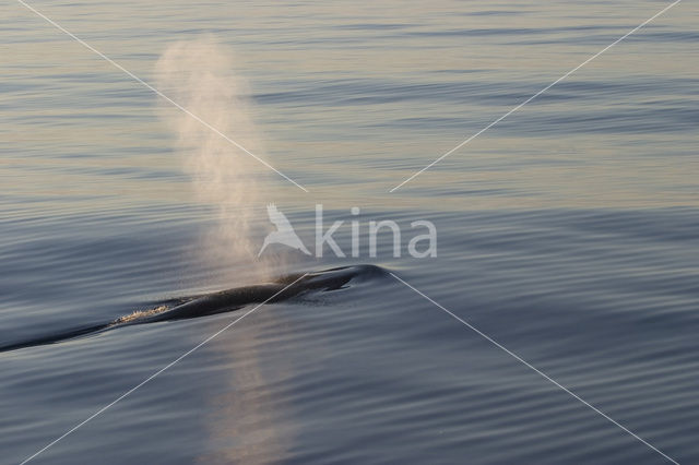 Gewone vinvis (Balaenoptera physalus)