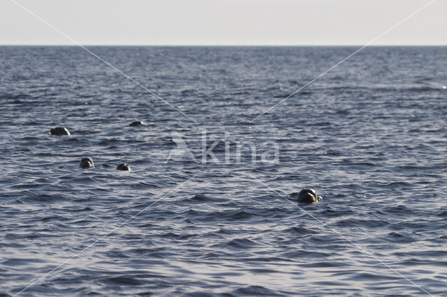 Gewone zeehond (Phoca vitulina)