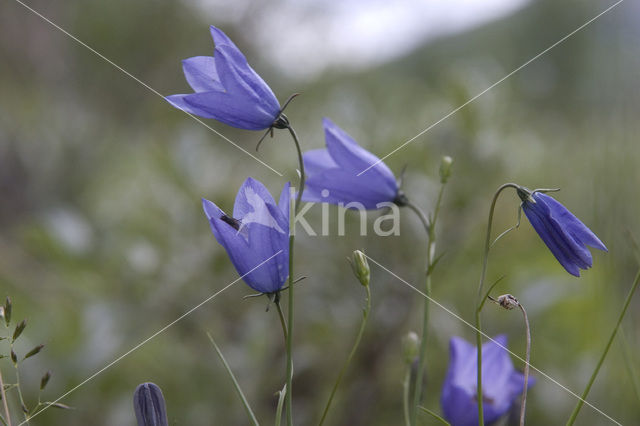 Grasklokje (Campanula rotundifolia)