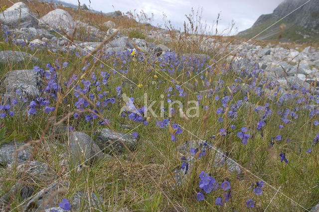 Grasklokje (Campanula rotundifolia)