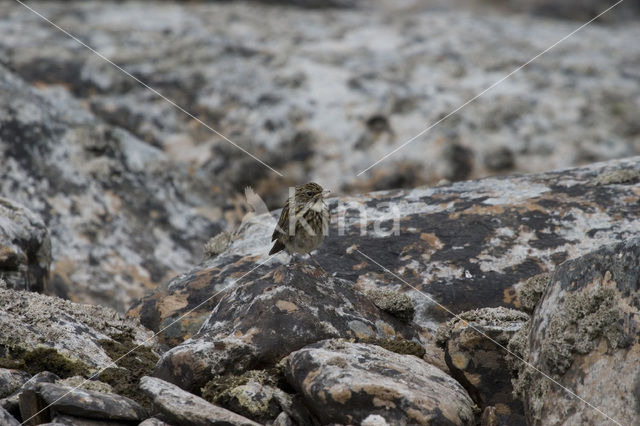 Graspieper (Anthus pratensis)