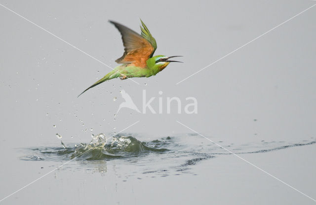 Groene Bijeneter (Merops persicus)