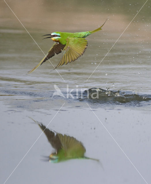 Groene Bijeneter (Merops persicus)