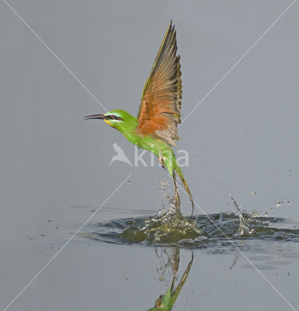 Groene Bijeneter (Merops persicus)