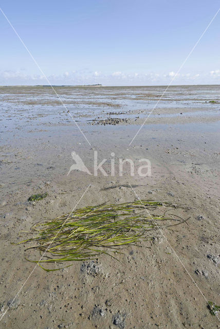 Groot zeegras (Zostera marina)