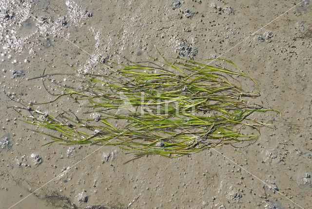 Eelgrass (Zostera marina)