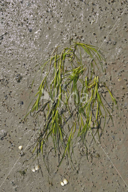 Eelgrass (Zostera marina)