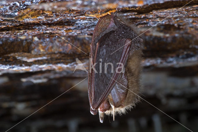 brown big-eared bat (Plecotus auritus)