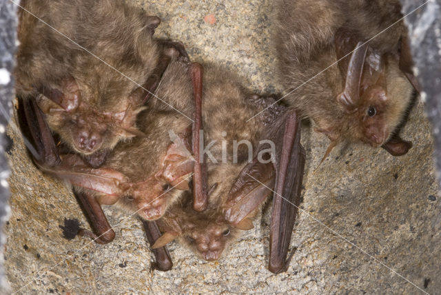 brown big-eared bat (Plecotus auritus)