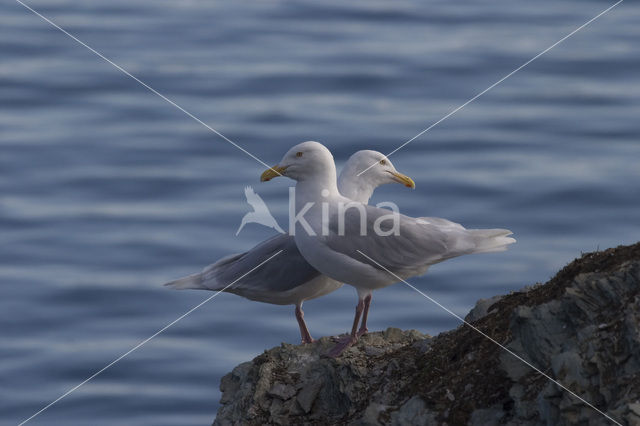 Glaucous Gull (Larus hyperboreus)