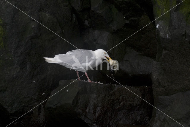 Grote Burgemeester (Larus hyperboreus)