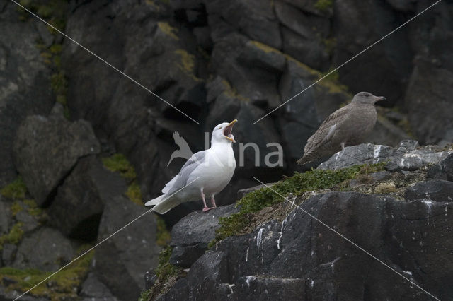 Glaucous Gull (Larus hyperboreus)